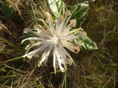 Leuzea conifera