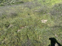 Cryptantha intermedia