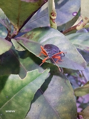 Tynacantha marginata