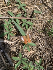 Anartia fatima colima