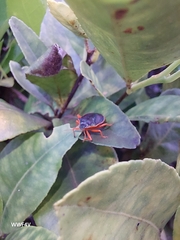 Tynacantha marginata