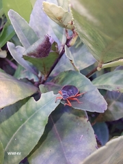 Tynacantha marginata