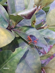 Tynacantha marginata