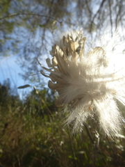 Leuzea conifera