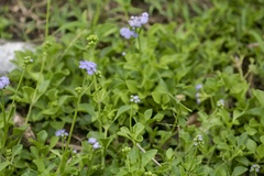 Ageratum maritimum