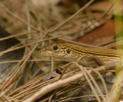 Aspidoscelis cozumela