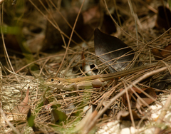 Aspidoscelis cozumela