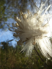 Leuzea conifera