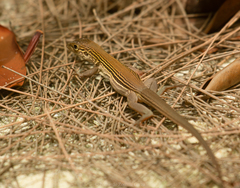 Aspidoscelis cozumela