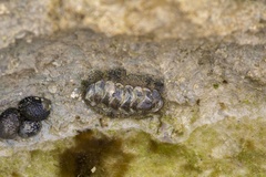 Nerita versicolor