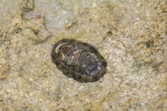 Nerita versicolor