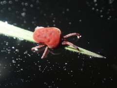 Trombidium holosericeum