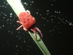 Trombidium holosericeum