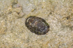 Nerita versicolor