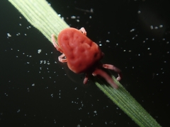 Trombidium holosericeum