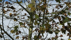 Platanus orientalis