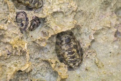 Nerita versicolor