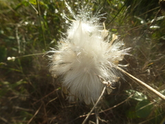 Leuzea conifera