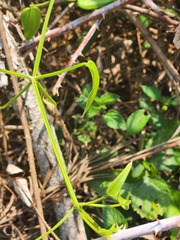 Rubia cordifolia