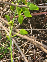 Rubia cordifolia