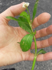 Alternanthera philoxeroides