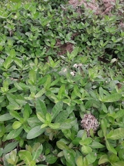 Alternanthera philoxeroides