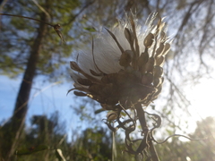 Leuzea conifera
