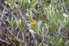 Borrichia arborescens
