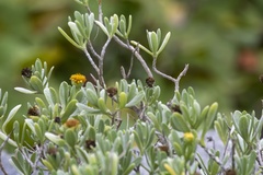 Borrichia arborescens