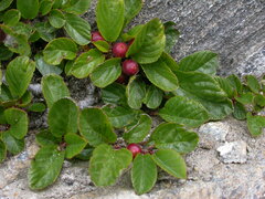 Rhamnus pumila