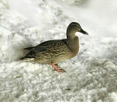 Anas platyrhynchos