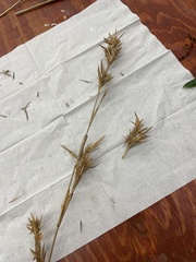 Dichanthelium scabriusculum