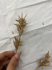 Dichanthelium scabriusculum