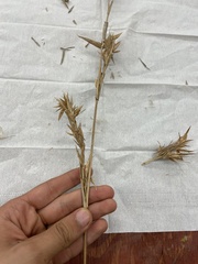 Dichanthelium scabriusculum