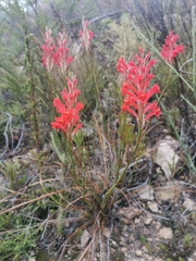 Tritoniopsis triticea