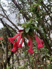 Cantua buxifolia