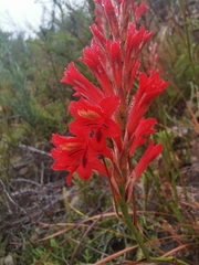 Tritoniopsis triticea