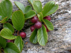 Rhamnus pumila