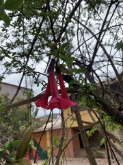 Cantua buxifolia