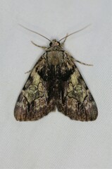 Catocala crataegi