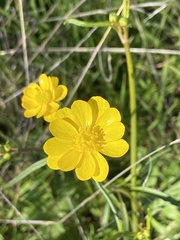 Ranunculus californicus