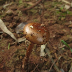 Stropharia semigloboides