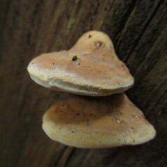 Truncospora ochroleuca