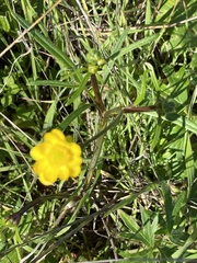Ranunculus californicus