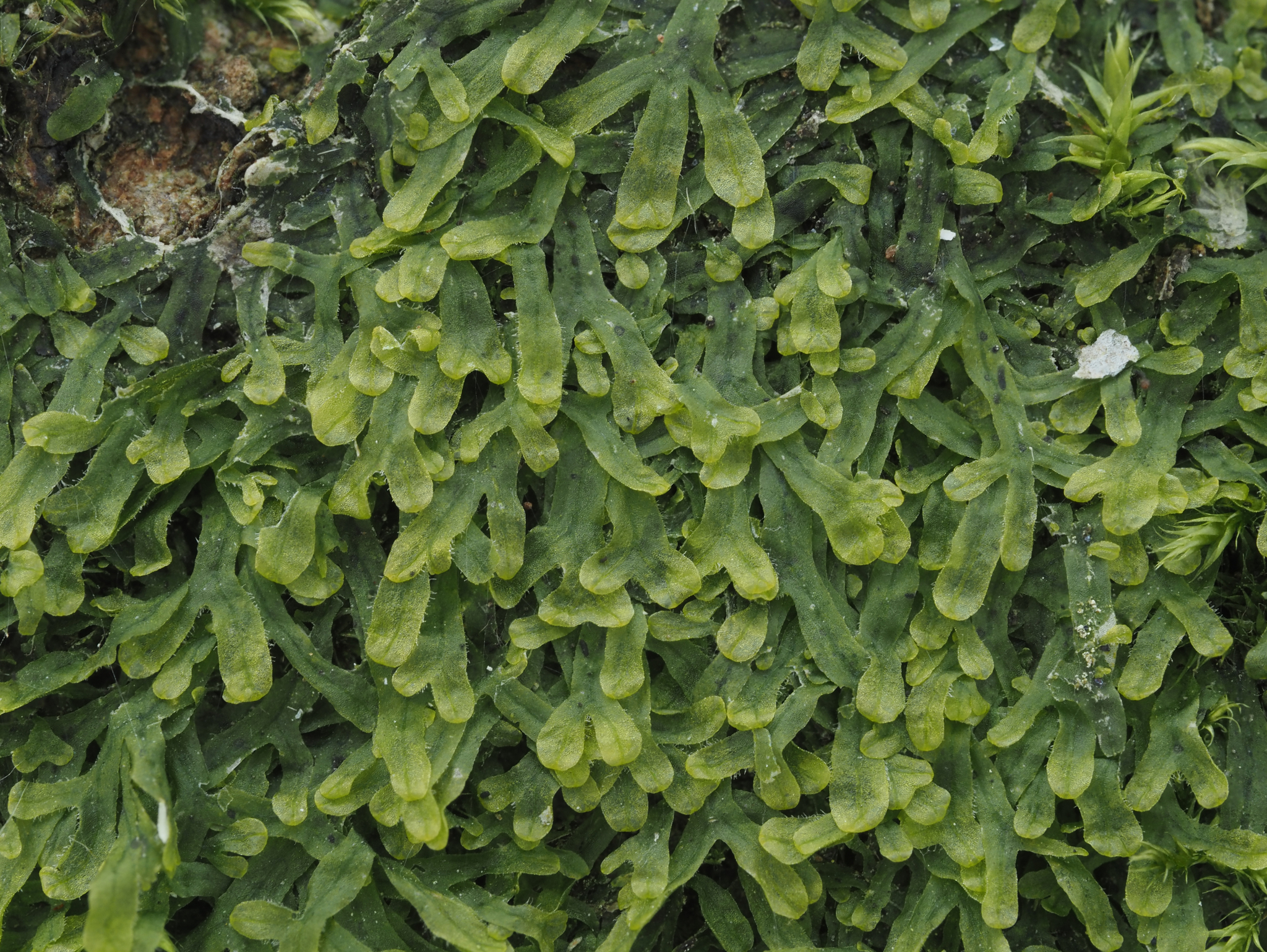 Metzgeria furcata