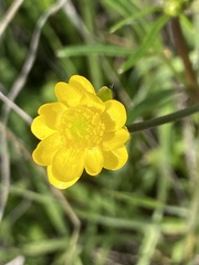 Ranunculus californicus