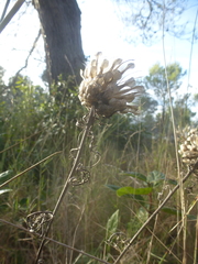 Leuzea conifera