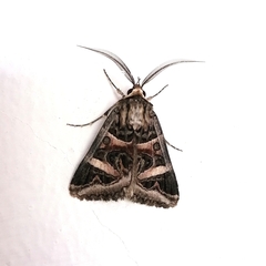 Cerocala vermiculosa