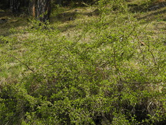 Rhamnus saxatilis
