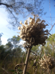 Leuzea conifera